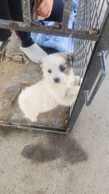 익산유기동물보호소_445468202500151